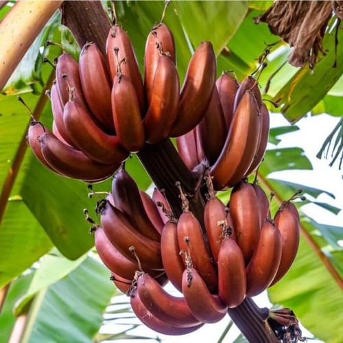 Red banana tree live plant - tree,