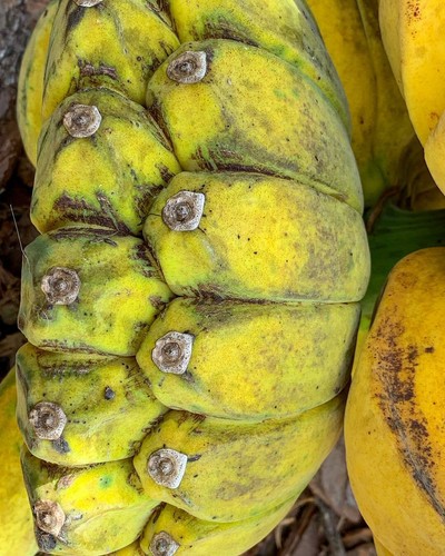 Praying buddha hands banana - buddha,