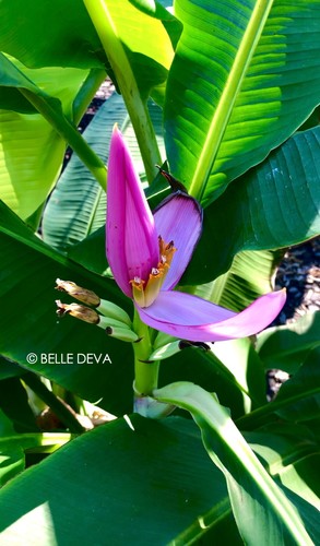 Musa ornata flowering banana - ornata,,