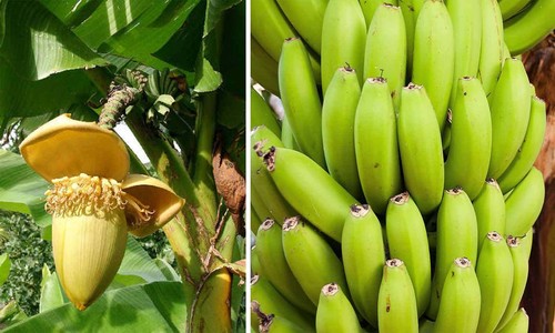 Basjoo banana tree cold - banana, tree~~cold