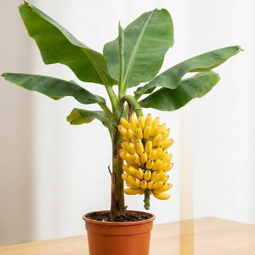 Truly tiny banana - banana, tree