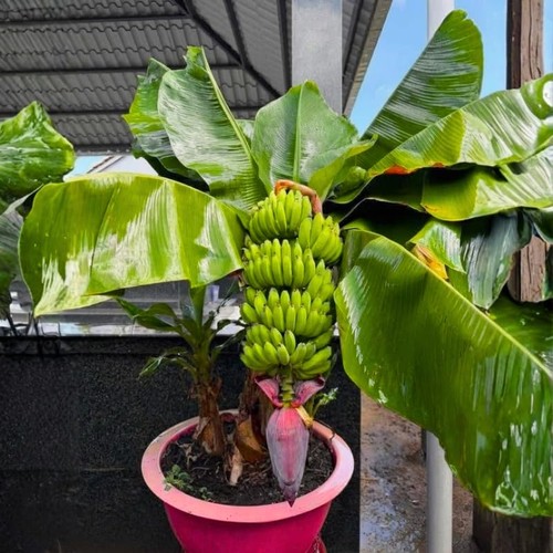 Banana tree plant - banana, zones