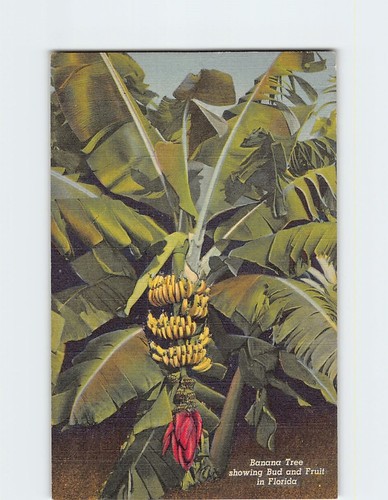 Banana tree showing bud - tree, and
