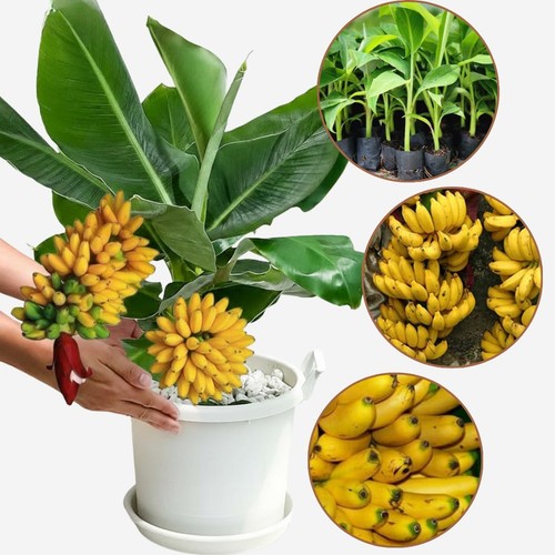 Truly tiny banana tree live - tiny,