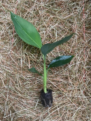 Rare banana plant live hardy - live,