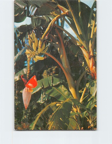 Banana tree growing florida - banana,