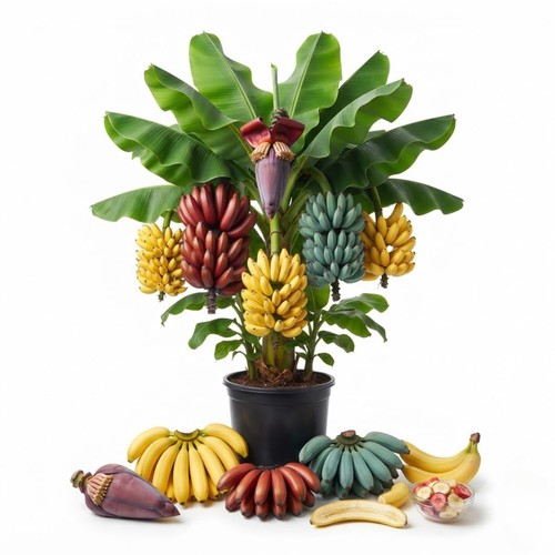 Random banana tree live plant - tree,
