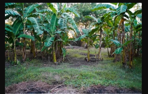 Lacatan musa live banana - lacatan,