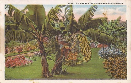 Florida banana tree - florida,