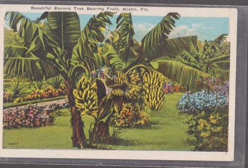 Beautiful banana tree fruit - banana,