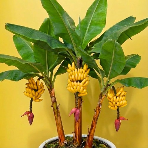 Banana tree live plant - tree,
