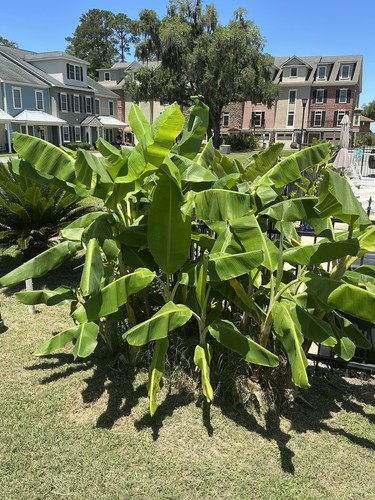 One tall banana trees in - one,