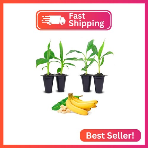 Banana trees grand nain 4 - trees,