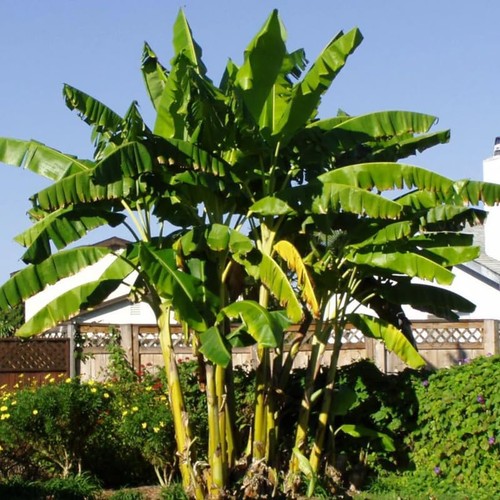 Basjoo banana tree live plant - live,