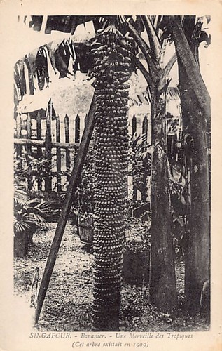 Singapore banana tree - singapore,