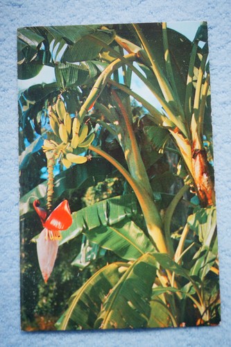 Banana tree growing - growing, florida