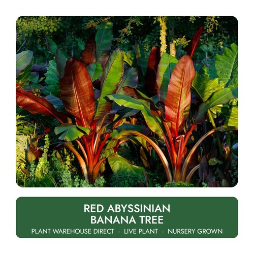 Red abyssinian banana - tree, 6