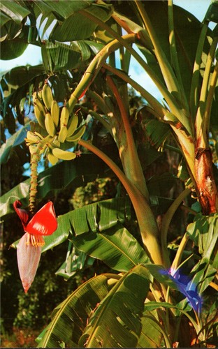 Banana tree growing - banana, florida