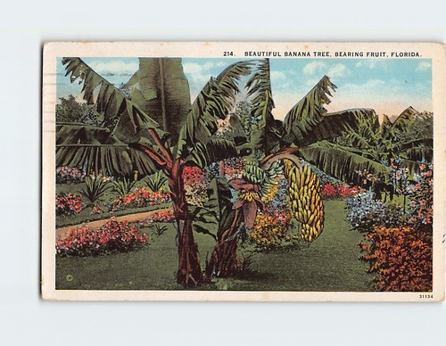 Beautiful banana tree bearing - beautiful,