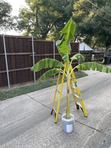 Banana plant - banana,