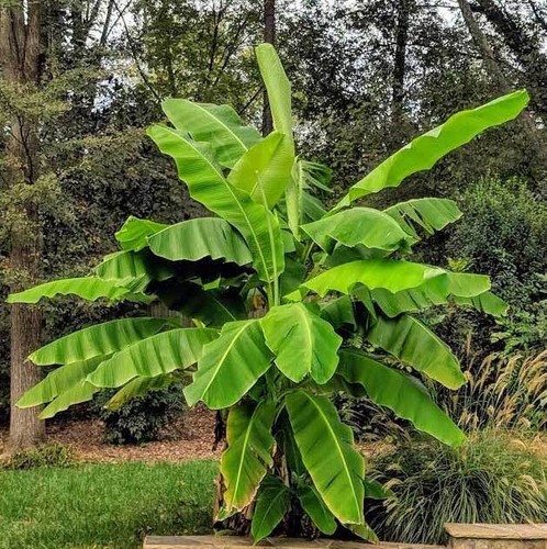 Basjoo banana tree cold - ~basjoo,