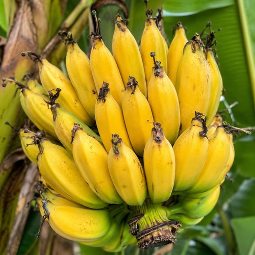 Banana plant live - 3,