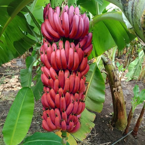 Red banana trees - red, live