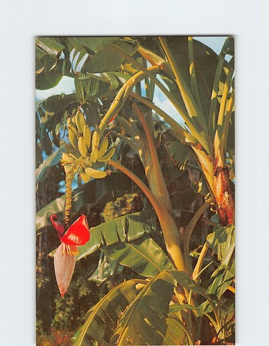 Banana tree growing florida - banana, in