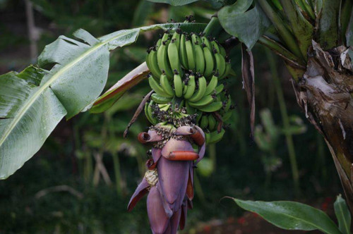 Live banana plant 12 - -, 10-12"