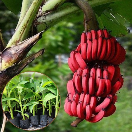 Red banana tree - red,