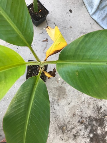 Banana fruit tree - fruit,