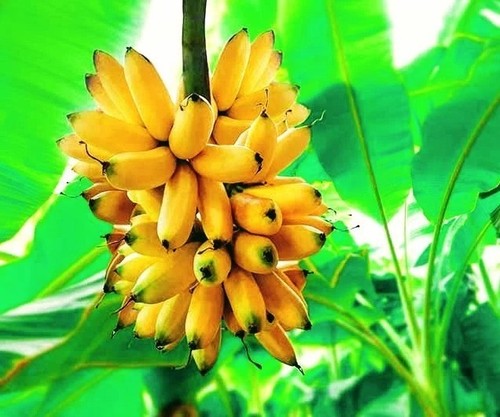 Banana tree will fruit this - will,