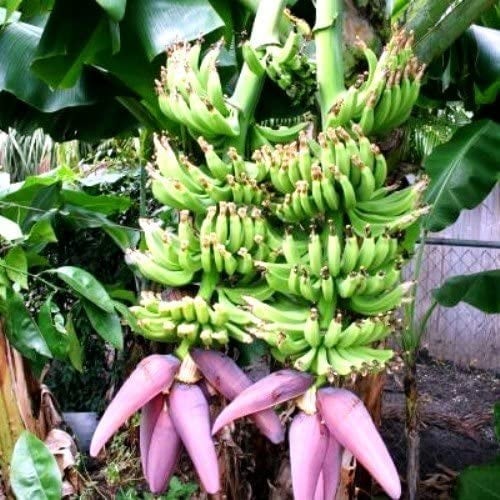 Banana tree dwarf cavendish - banana,
