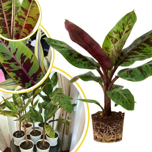 Zebrina banana tree - banana, live
