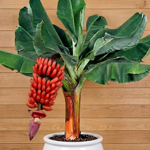 Red banana tree - live, plant