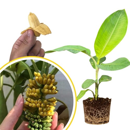 Truly tiny banana tree live - banana,