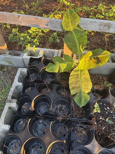 Blood banana plants - blood,