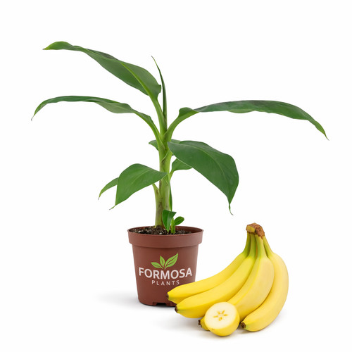 Banana tree live - banana,