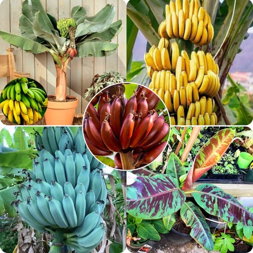 Banana tree plant live - banana,