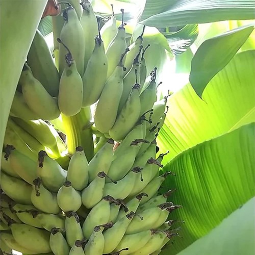 Truly tiny banana - banana, live