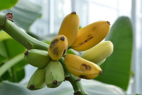 Musa dwarf king banana - musa,