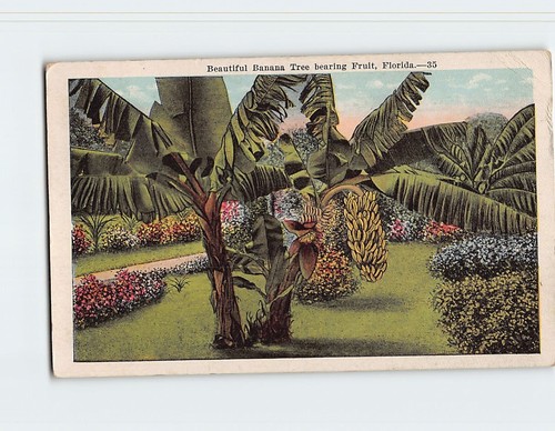 Beautiful banana tree bearing - beautiful,