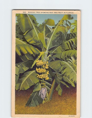 Banana tree showing bud - showing,