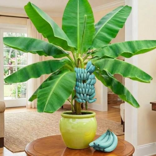 Ice cream banana plant - ice, tree