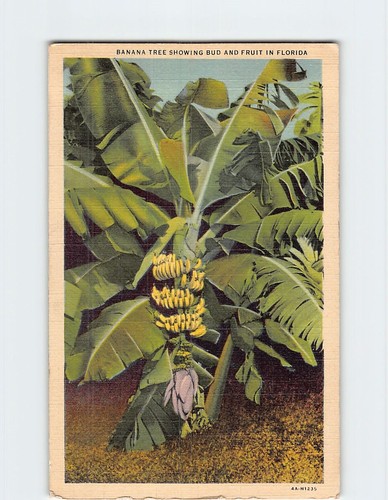 Banana tree showing bud and - banana,