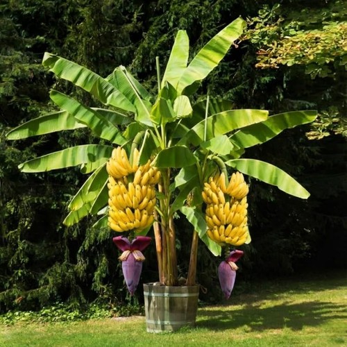 Grand nain banana plant - banana,