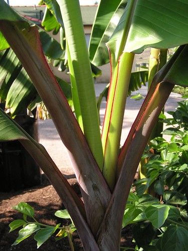 Banana tree to 4 - 3, feet
