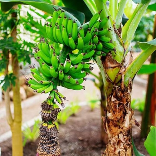 Truly tiny banana tree - tiny, plant