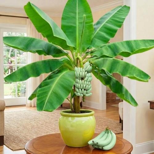 Banana tree live - banana, fruit