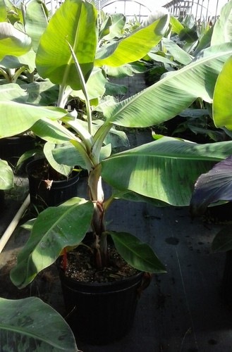 Green banana fruit tree plant - banana,